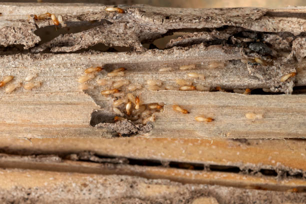 Best Wasp Removal Services  in Poseyville, IN